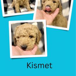Kismet - Apricot male Goldendoodle puppy in Bluefield, Virginia from Love on a Leash