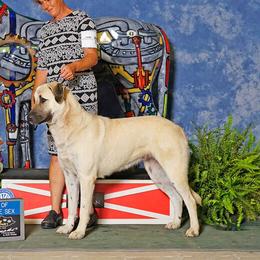 Atlayan  - Anatolian Shepherd Dog
