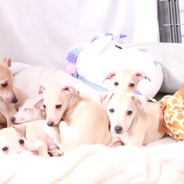 Brussels Griffon and Italian Greyhound Puppies from Adornare Kennels