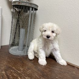 Miniature Schnauzer Puppies from Mandelyn’s Miniature Schnauzers