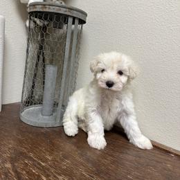 Miniature Schnauzer Puppies from Mandelyn’s Miniature Schnauzers