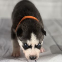 Boy 4 - Siberian Husky puppy in Michigan from DkG kennel LLC.