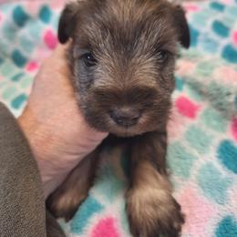 Alina - Liver female Miniature Schnauzer puppy in Warrenville, South Carolina from All Paws Pet Resort