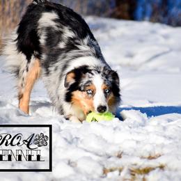 Miniature Australian Shepherd All Grown Up from Rustic Original Aussies