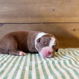 Chili - Red tri-color female Australian Shepherd puppy in Kearney, Nebraska from Helix Aussies