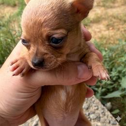 Smores - Red and white female Chihuahua puppy in Sherwood, Arkansas from Bartelt Breeders
