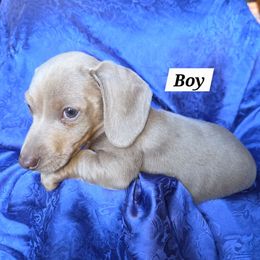 Handsome - Fawn (isabella) and cream male Dachshund puppy in Grand Junction, Colorado from RR Kennels