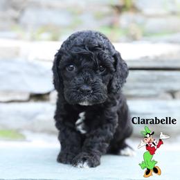 Clarabelle - Black female Cockapoo puppy in Canastota, New York from Silver City Cockapoos