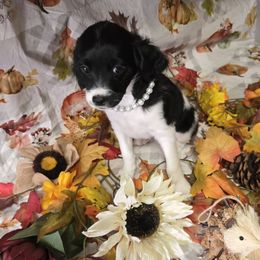 Good Girl - Black and white female Cavapoo puppy in El Paso, Texas from Far West Texas Oodles of Cavi's & Cavoodles