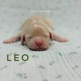 Leo - Cream male Goldendoodle puppy in Dallas County, Texas from Dream A Little Doodle