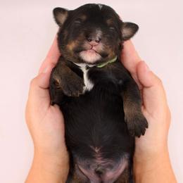 Brandon - Tri-color male Bernedoodle puppy in Comanche, Texas from Central Texas Doodles, LLC.