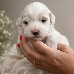 Purple - Parti female Goldendoodle puppy in Lindon, Utah from Ruby’s Minidoodles LLC