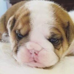 English Bulldog Puppies from LydyBug Bulldogs