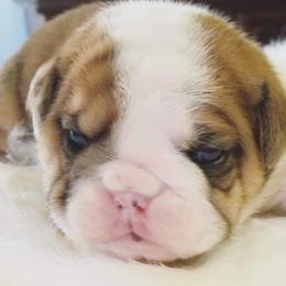 English Bulldog Puppies from LydyBug Bulldogs