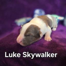 Luke Skywalker - Blue merle male Australian Shepherd puppy in Smithfield, Utah from Invictus Farms