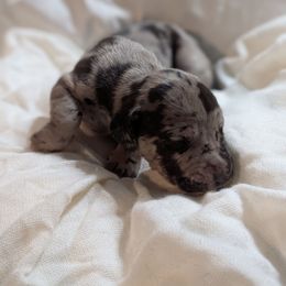 Monica - Merle female Great Dane puppy in Mineola, Texas from RC Ranch Great Danes And Cane Corsos