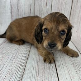 Dachshund puppies from jennelle johnson