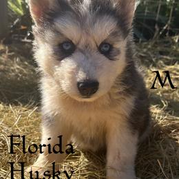 Cried black and white boy 1 - Black and white male Siberian Husky puppy in Trinity, Florida from Florida Husky Den