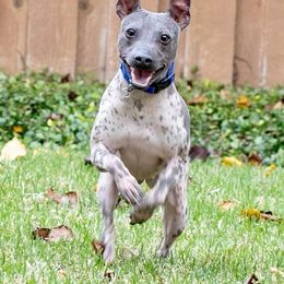American Hairless Terrier All Grown Up from Strider’s American Hairless Terriers