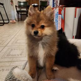 Harmony - Orange sable female Pomeranian puppy in Mc Allen, Texas from House of Symphony