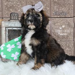 Elsie - Sable female Bernedoodle puppy in Heyworth, Illinois from Cobble Creek Puppies
