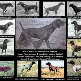German Shorthaired Pointer All Grown Up from RADBACH KENNELS