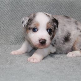 Australian Shepherd Puppies from Narita Farms Aussies