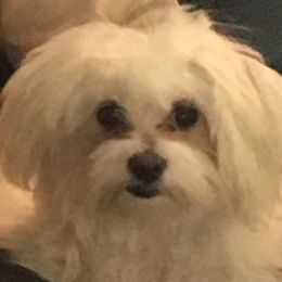 Maltese from Holley's Lovable Maltese Puppies