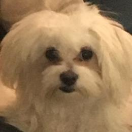 Maltese from Holley's Lovable Maltese Puppies