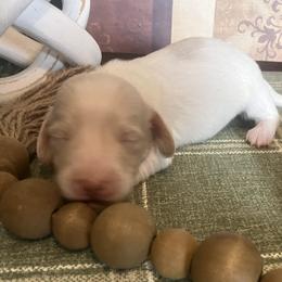 Benny - Cream male Dachshund puppy in Sharon Springs, New York from Show Us The Way Homestead