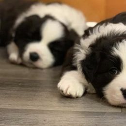 Border Collies from Helios Border Collies
