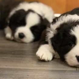 Border Collies from Helios Border Collies
