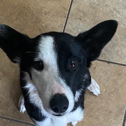 Darling - Border Collie