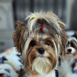 Winnie Pearl - Yorkshire Terrier