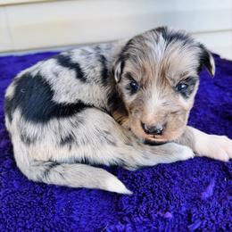 Pearl - Blue merle female Australian Shepherd puppy in Charlotte, North Carolina from Awesome Aussies