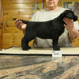 Labrador Retriever Puppies from Cecilie Drege