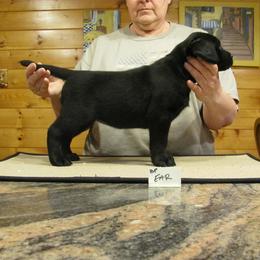 Labrador Retriever Puppies from Cecilie Drege