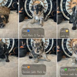 Schnoodle puppies from Rpuppies