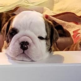 Bulldogs from Nee Nee's Bulldogs