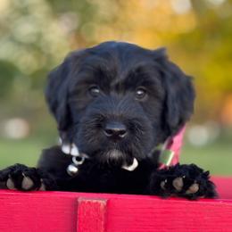 Keeley - Black female Whoodle puppy in Rising Sun, Indiana from Ruby Lane Doodles
