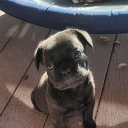 Johnny - Brindle male French Bulldog puppy in Collinston, Utah from Country Sunshine