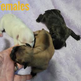 French Bulldog Puppies from Absolute Frenchie's