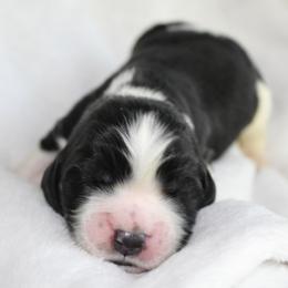 Teak - Black and white male English Springer Spaniel puppy in Lexington, South Carolina from House Tiner Springers