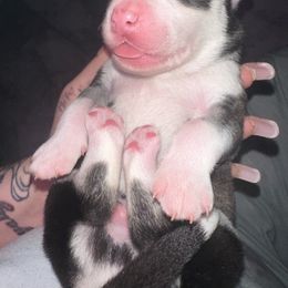 Siberian Husky Puppies from Husky Breeds