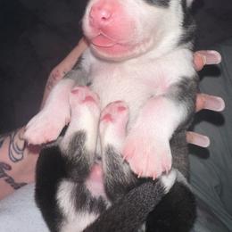 Siberian Husky Puppies from Husky Breeds