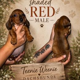 Shaded Red Male - Red male Dachshund puppy in Williston, Florida from Teenie Weenie Dachshunds