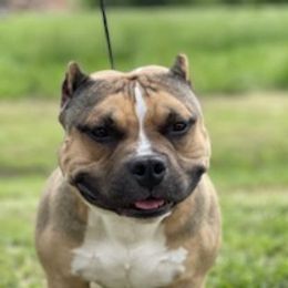 American Bullies from Simply Bullies of Texas