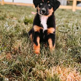Australian Shepherd Puppies from Queen City Farm