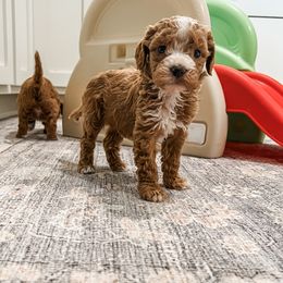 Gwen - Red female Cavapoo puppy in Beresford, South Dakota from DAKOTA DOOD RANCH