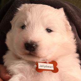 Jelly Bean - White male Samoyed puppy in Atkinson, Nebraska from Sandhills Samoyeds